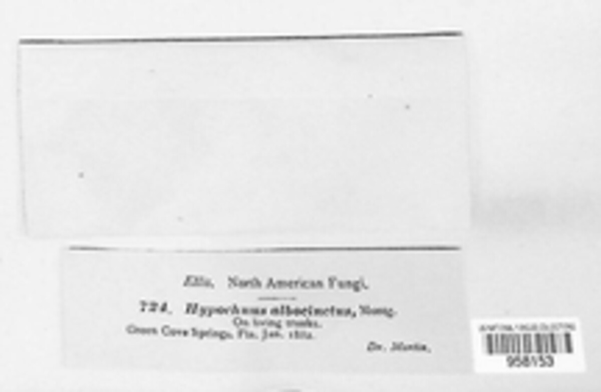 Hypochnus image